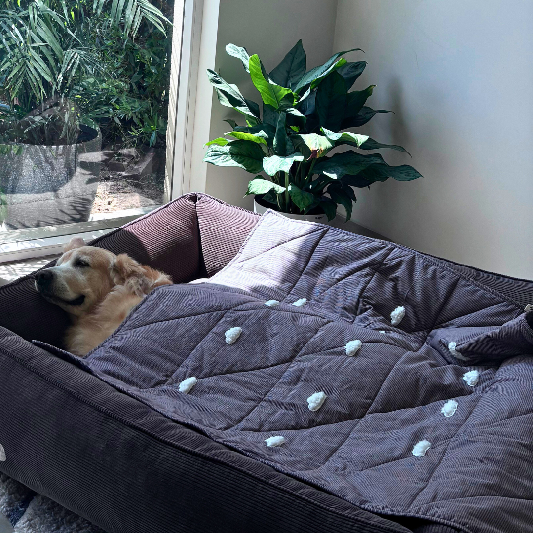 Pet Blankets Dubai | Cotton Pet Blankets online Dubai | PoochMate UAE