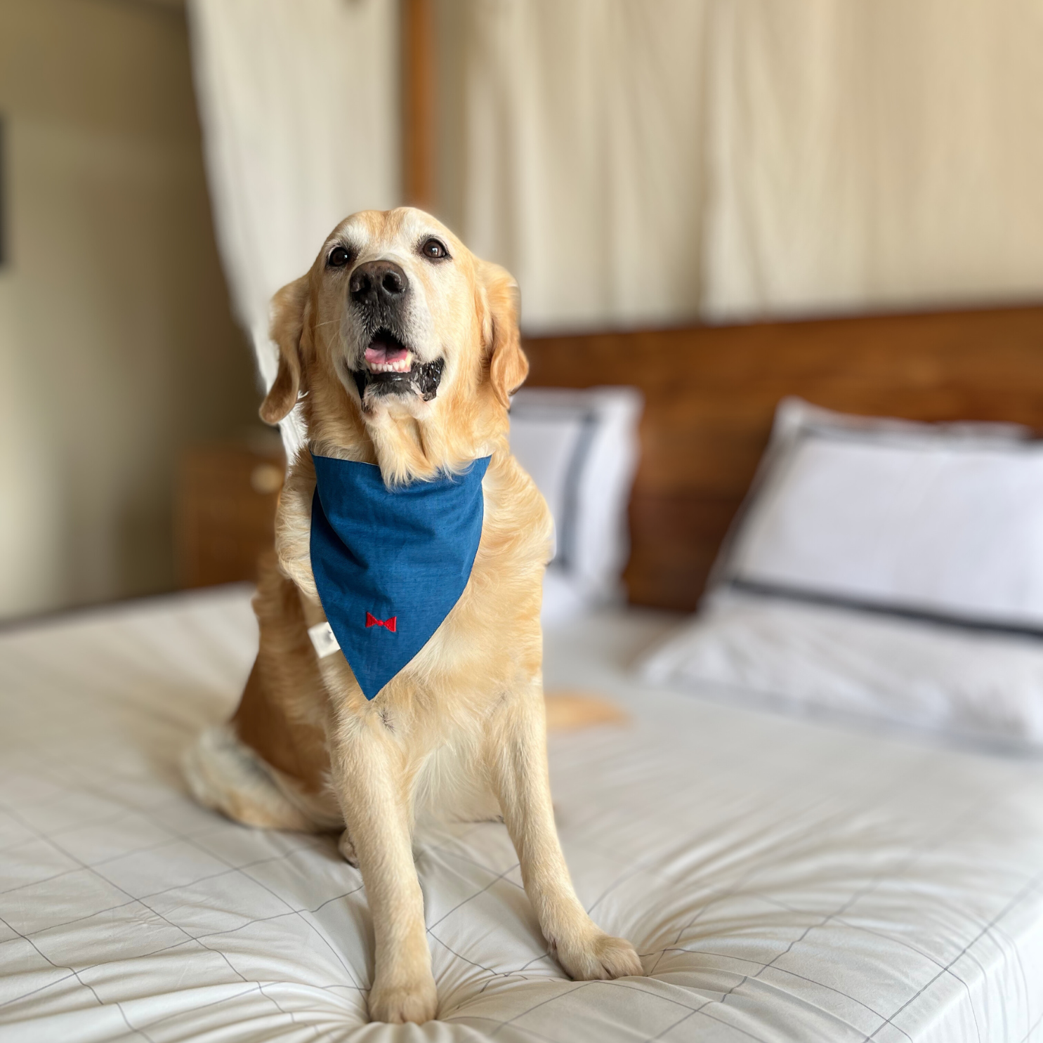 Blue Linen Dog bandana | Dog birthday gifts UAE