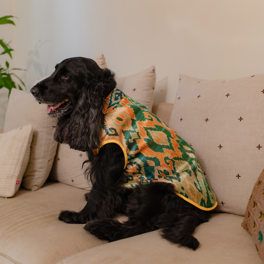 Dog Sherwani | Diwali Dog Clothes UAE