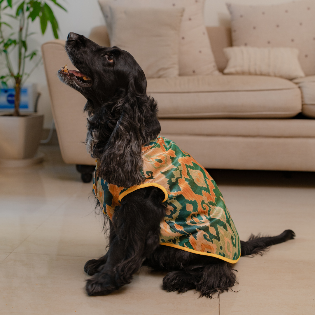 Indian Wedding clothes for pets in Dubai | Festive clothing for dogs Dubai