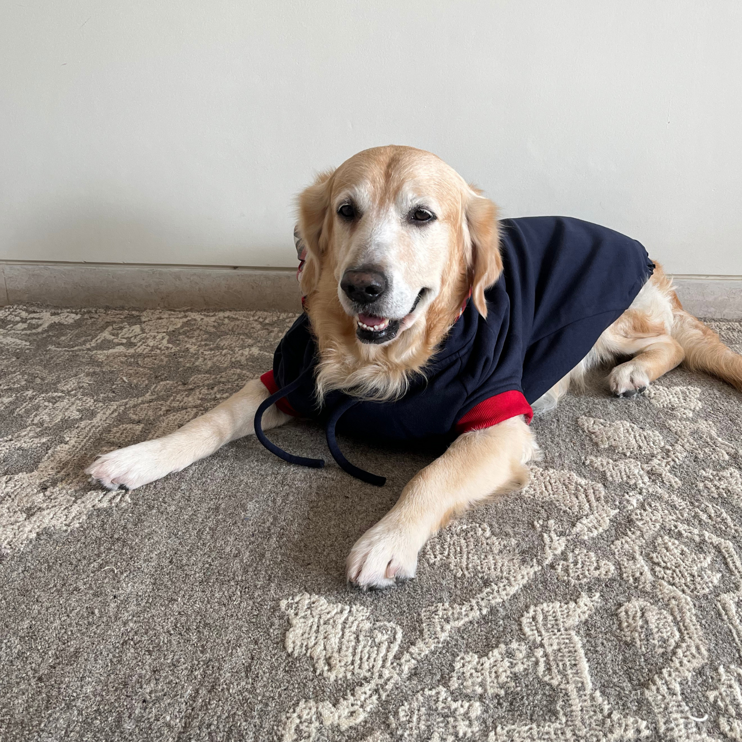 Winter hoodies for dogs | Online Pet Store Dubai