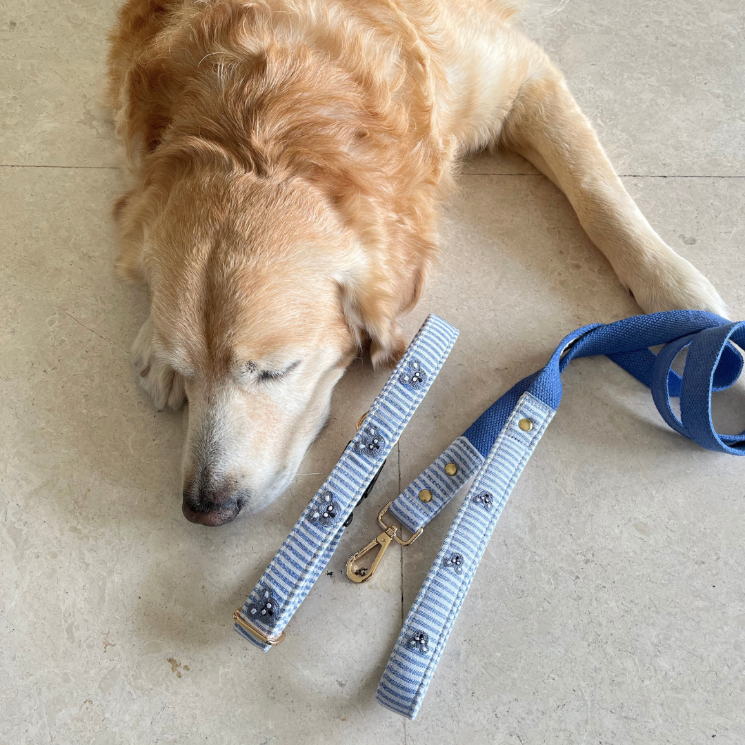 PoochMate UAE | Dog Collars UAE