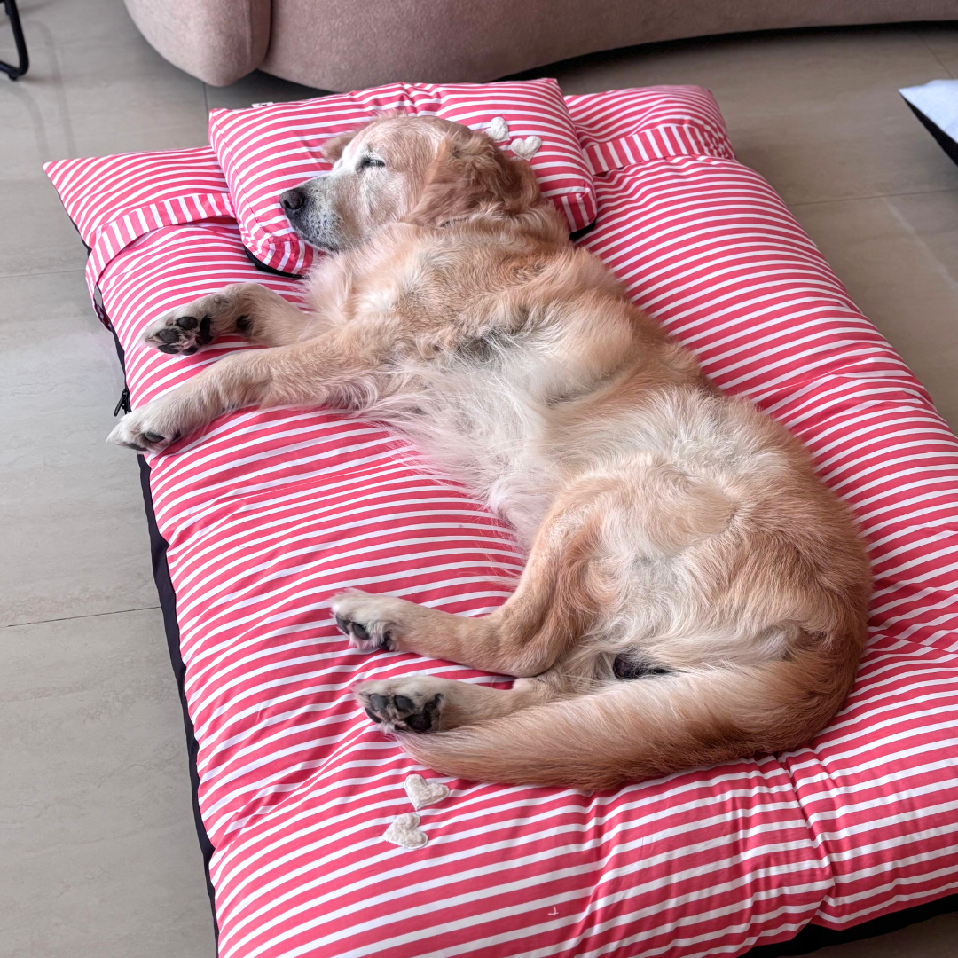 Large dog beds Dubai | Washable large dog beds Dubai