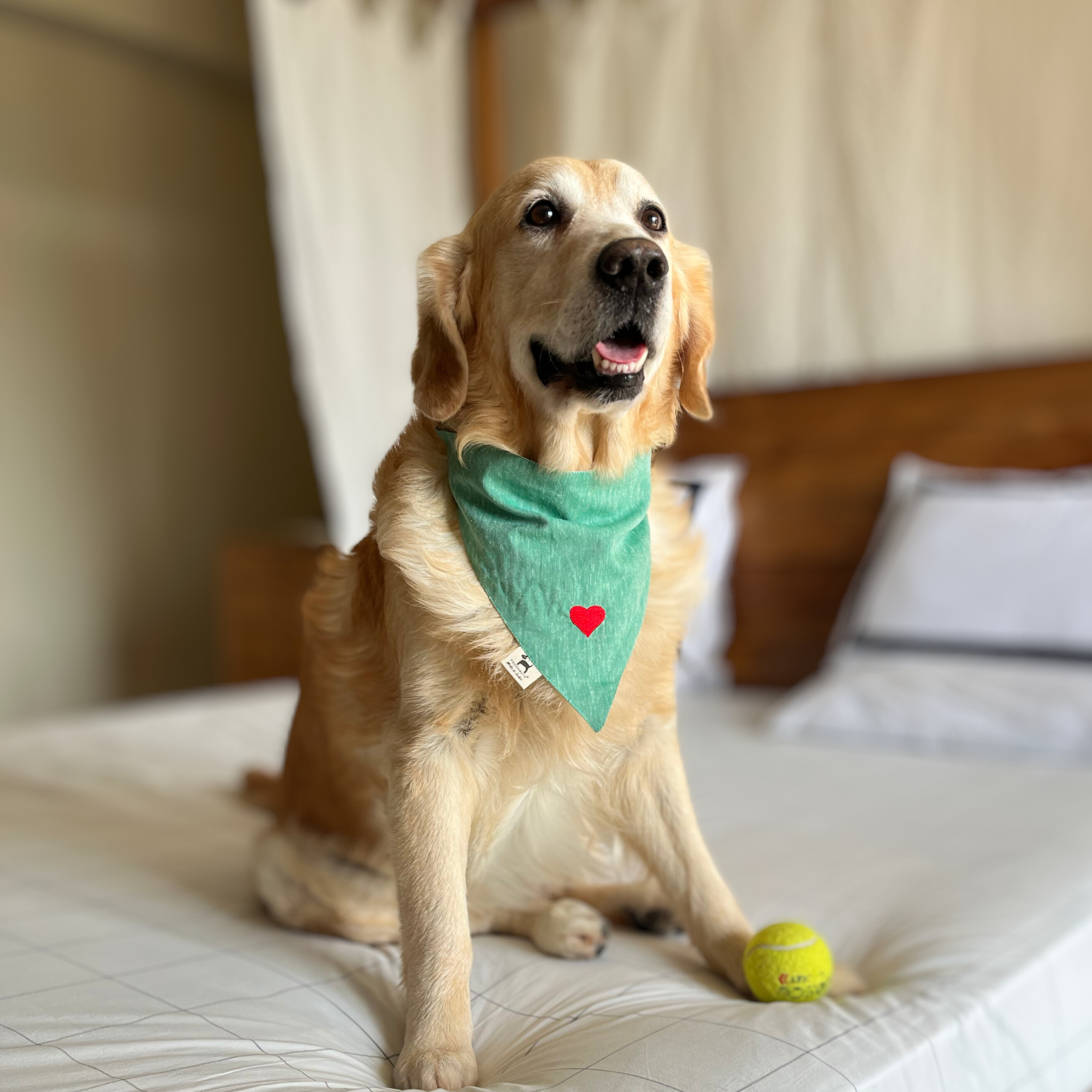 Cotton Dog bandana | Dog Accessories Dubai