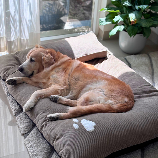 Washable Dog Beds Dubai | Cotton Dog Beds Dubai | Dog Beds with removable covers