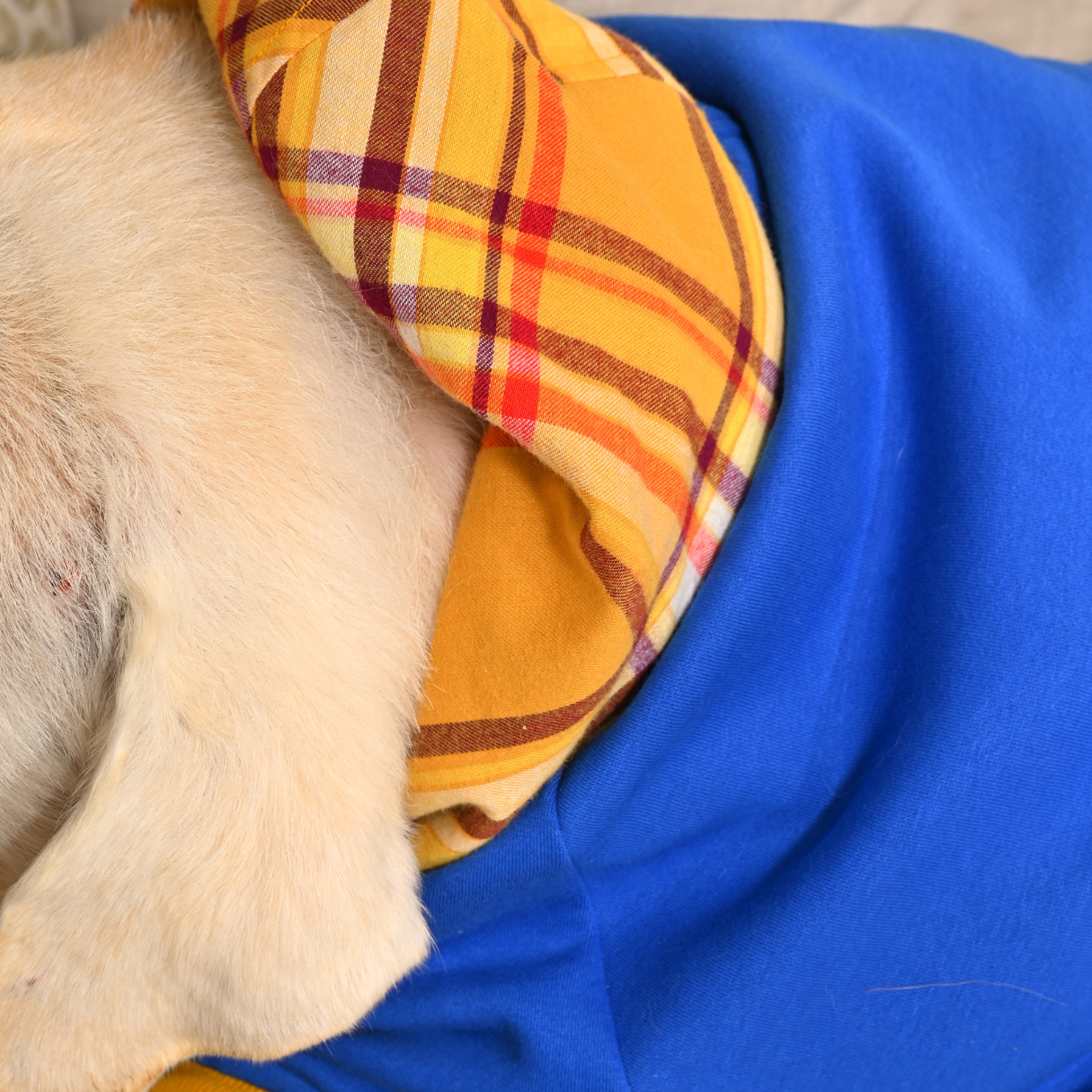 Dog winter clothing | Warm clothes for dogs Dubai