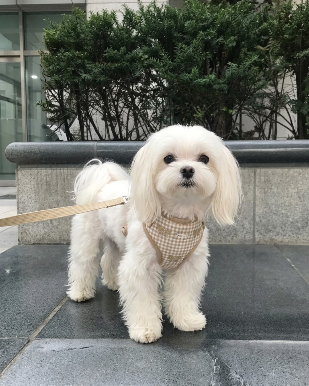 XS Cotton Dog harness & leash set | Dog Harness & Collars Dubai | Harness & Lead sets for toy breeds | X-S Dog Harness & Leash Sets