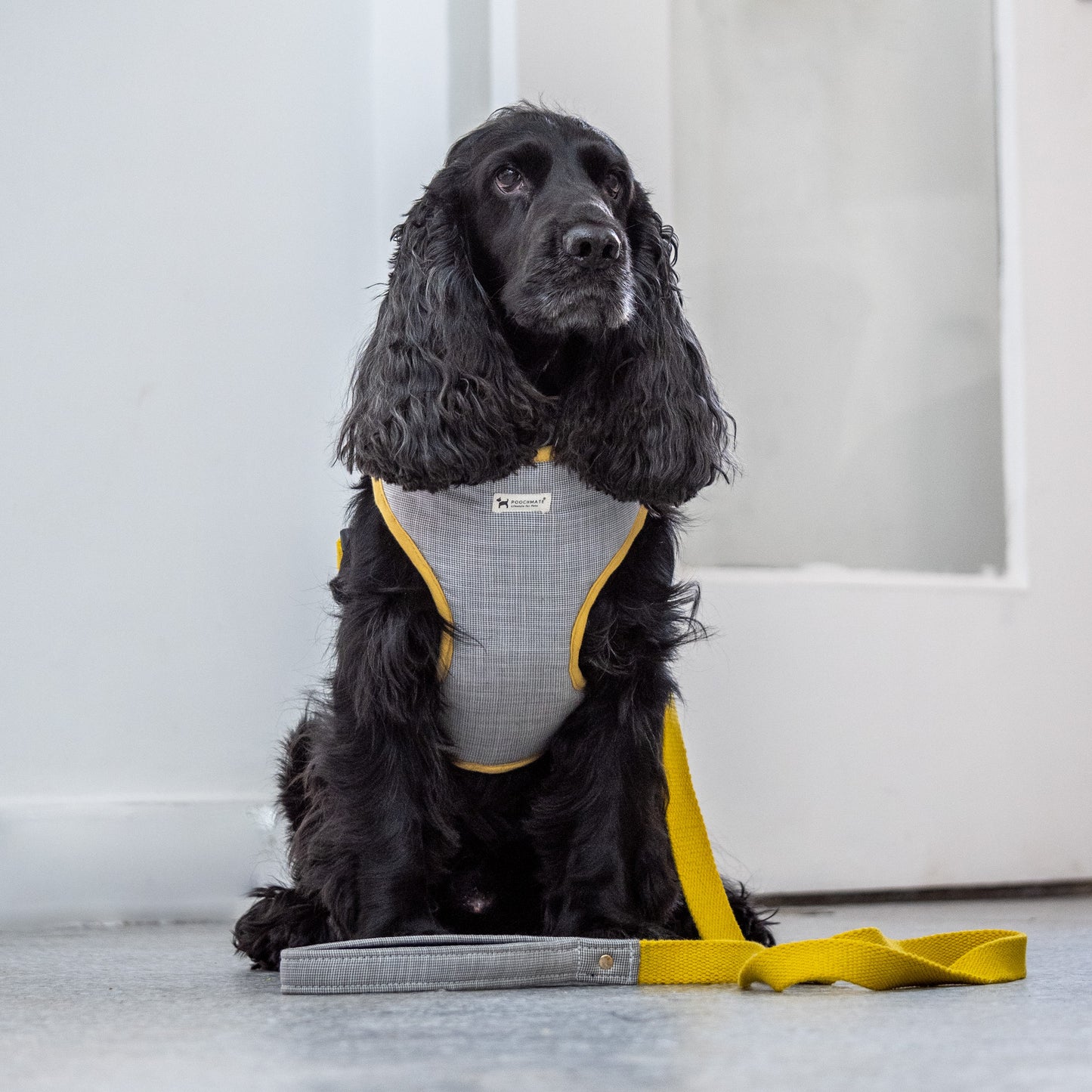 Harness for Golden retriever online Dubai | Large dog collars Dubai