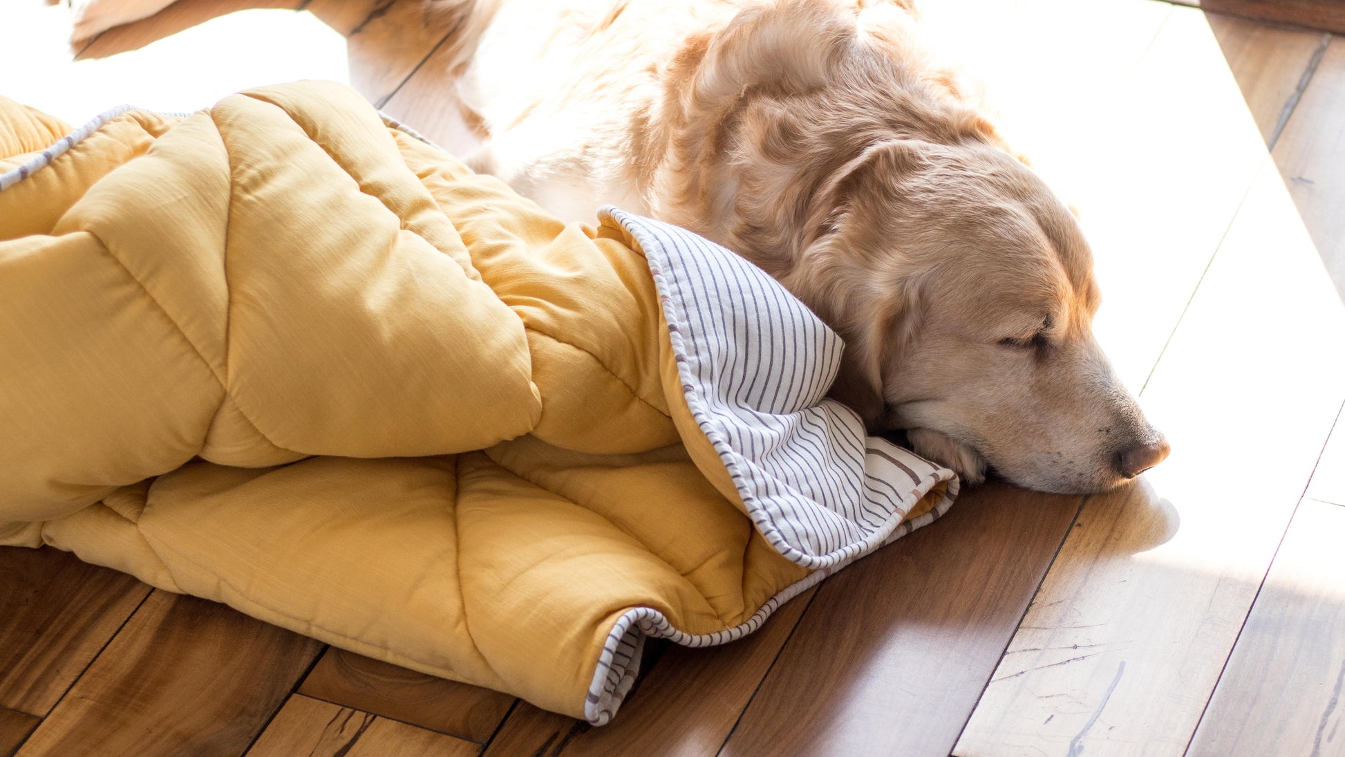 Luxury dog beds Dubai | Shop for dogs blankets in Dubai
