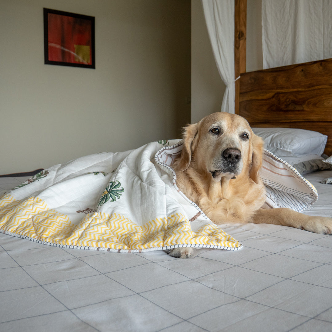 Pet Blankets Dubai | Puppy Cotton Blankets online UAE