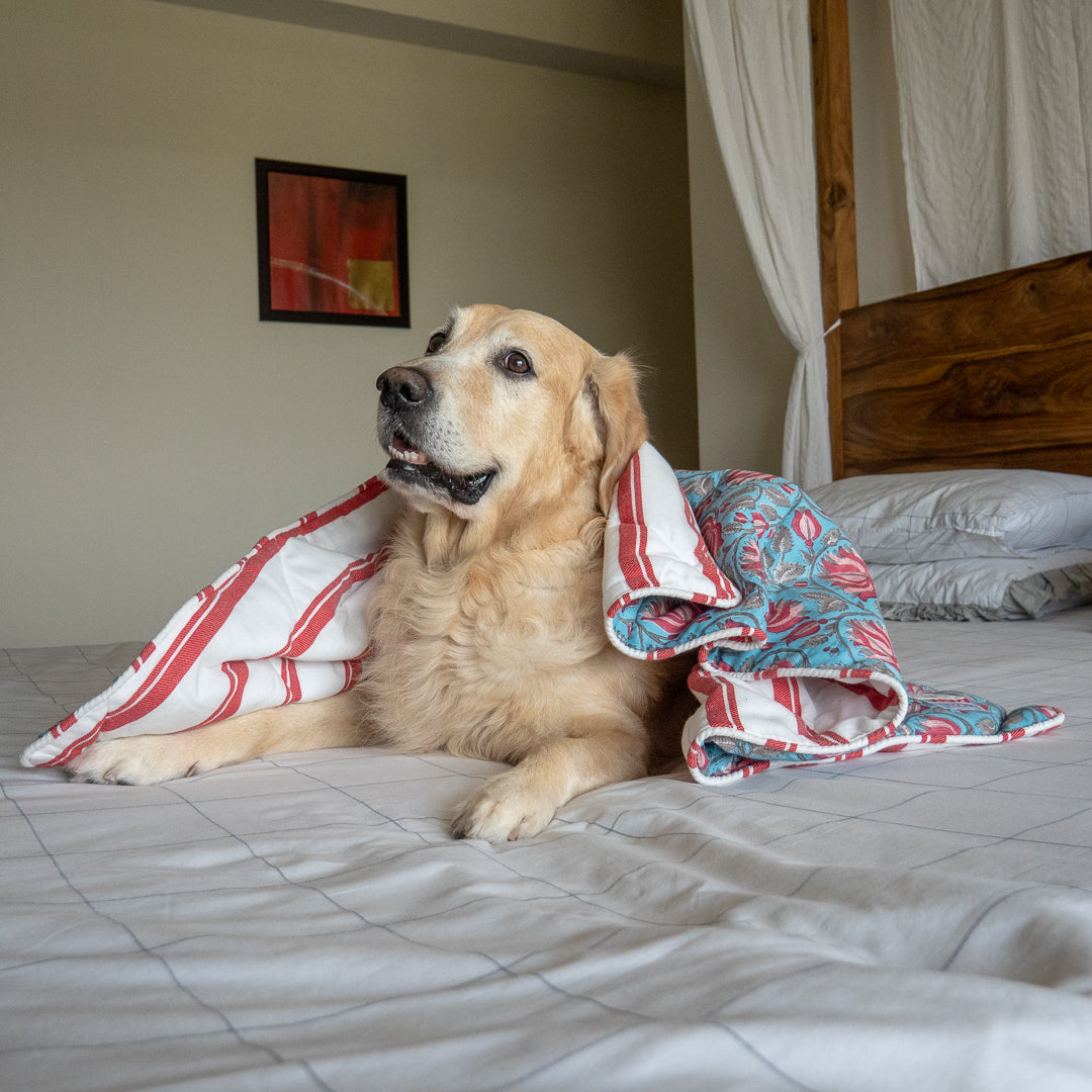 Cotton Pet blankets online Dubai | Breathable dog bedding online in UAE