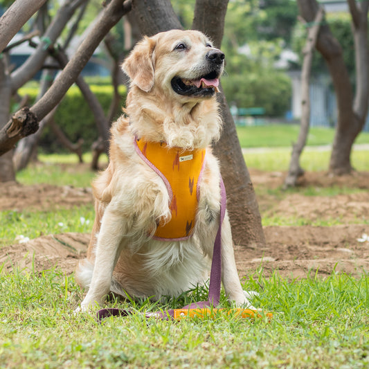 Chest dog Harness online UAE| Dog Harness & Leash online Dubai