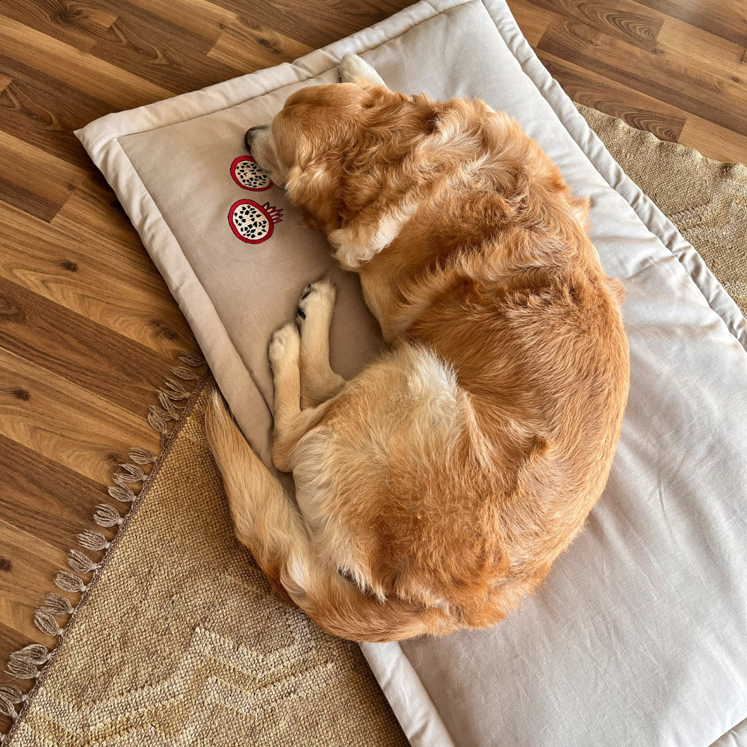 Luxury dog beds online UAE
