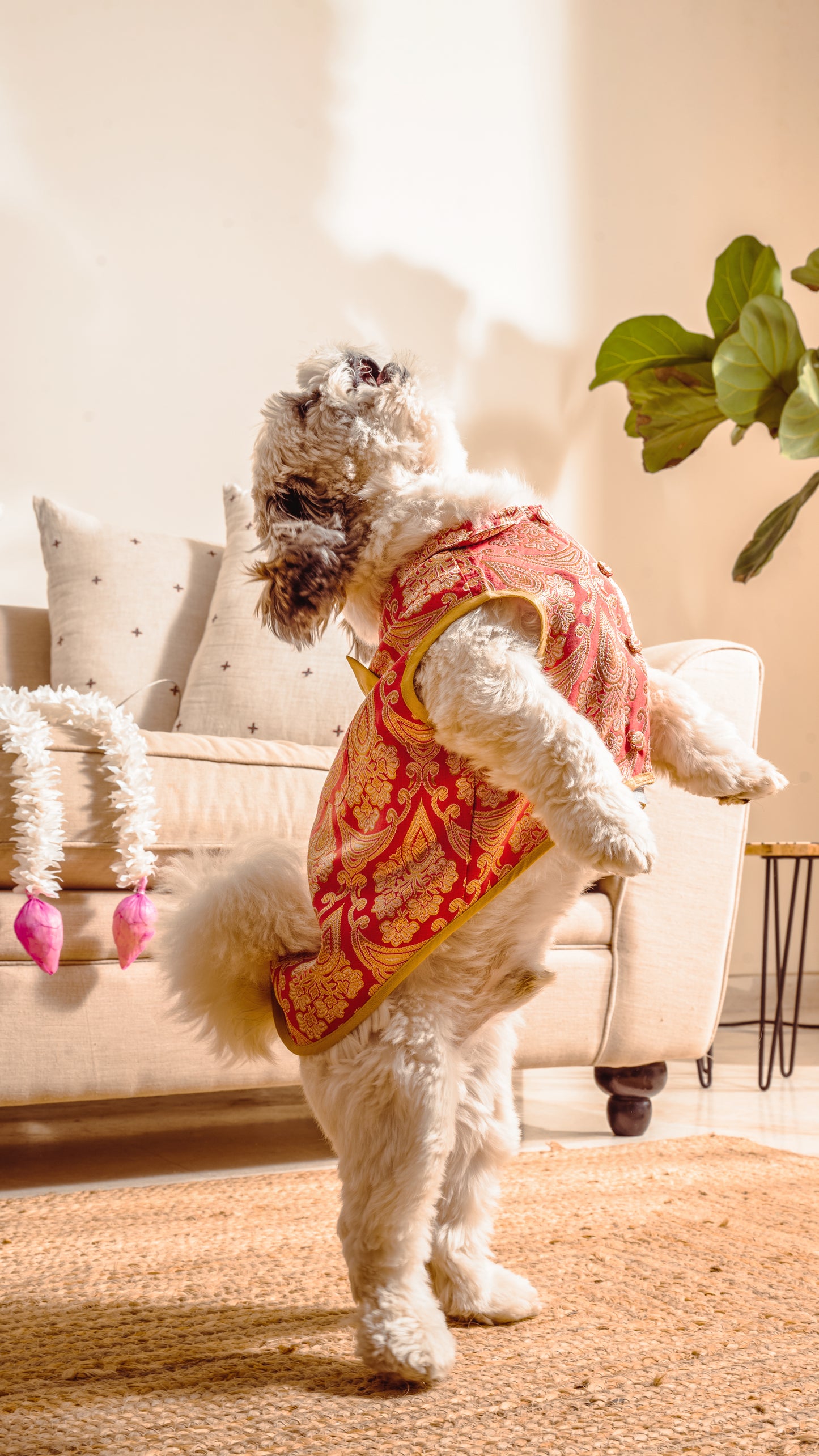 Dog Festive Clothes UAE | Dog Diwali Jacket Dubai