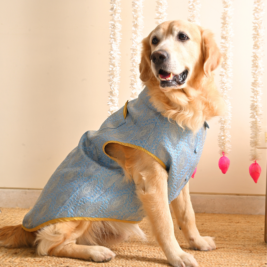 Blue Dog Sherwani | Diwali Clothes for dogs Dubai