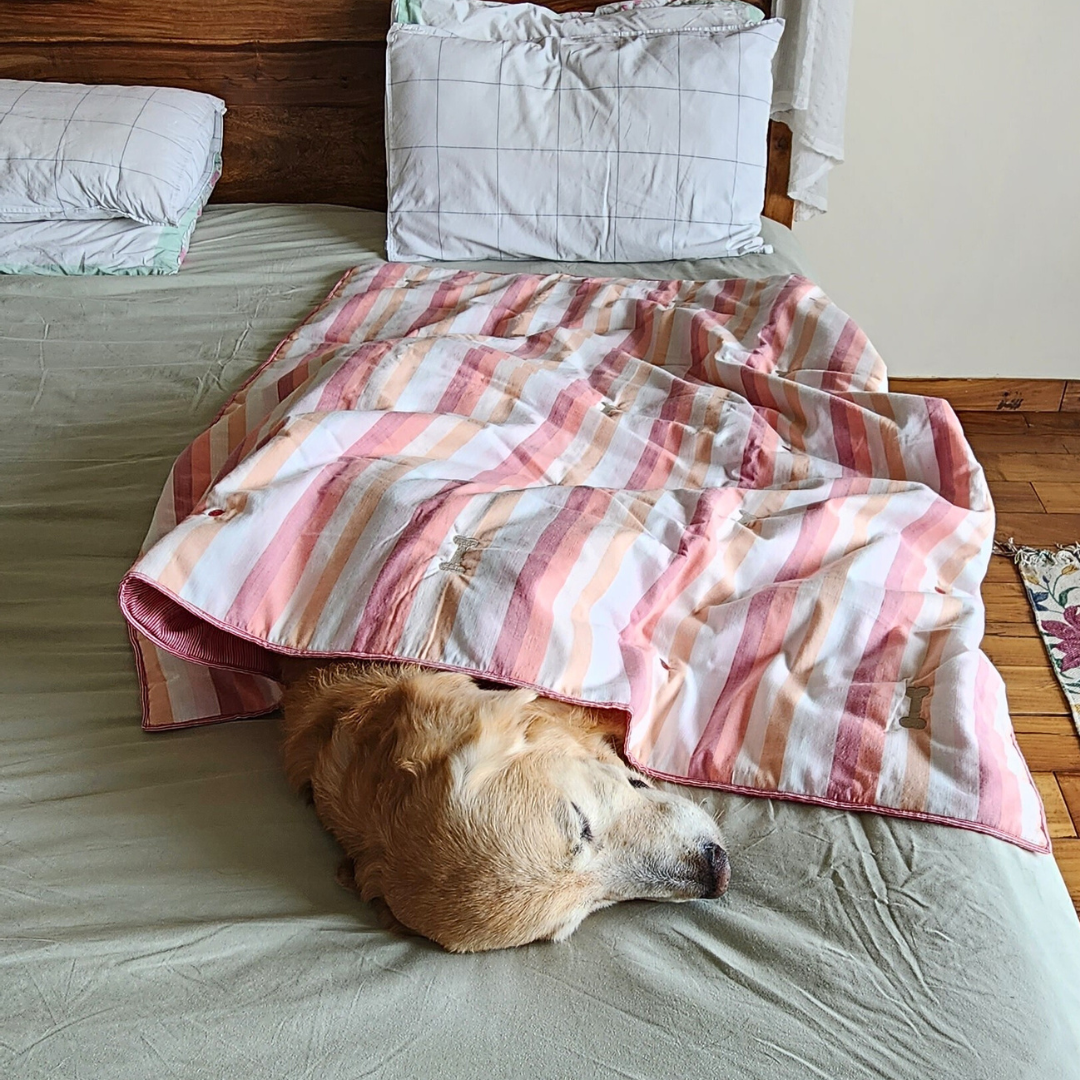 PoochMate Candy Stripe Reversible Cotton Dog Blanket