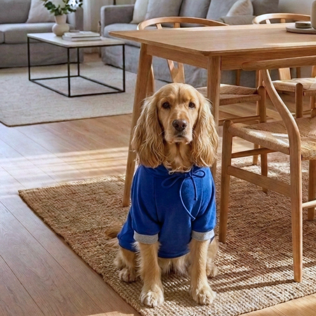 Dog sweatshirt online Dubai| Best dog sweatshirts | Dog winter clothes online Dubai| Dog Hoodie Dubai | PoochMate UAE