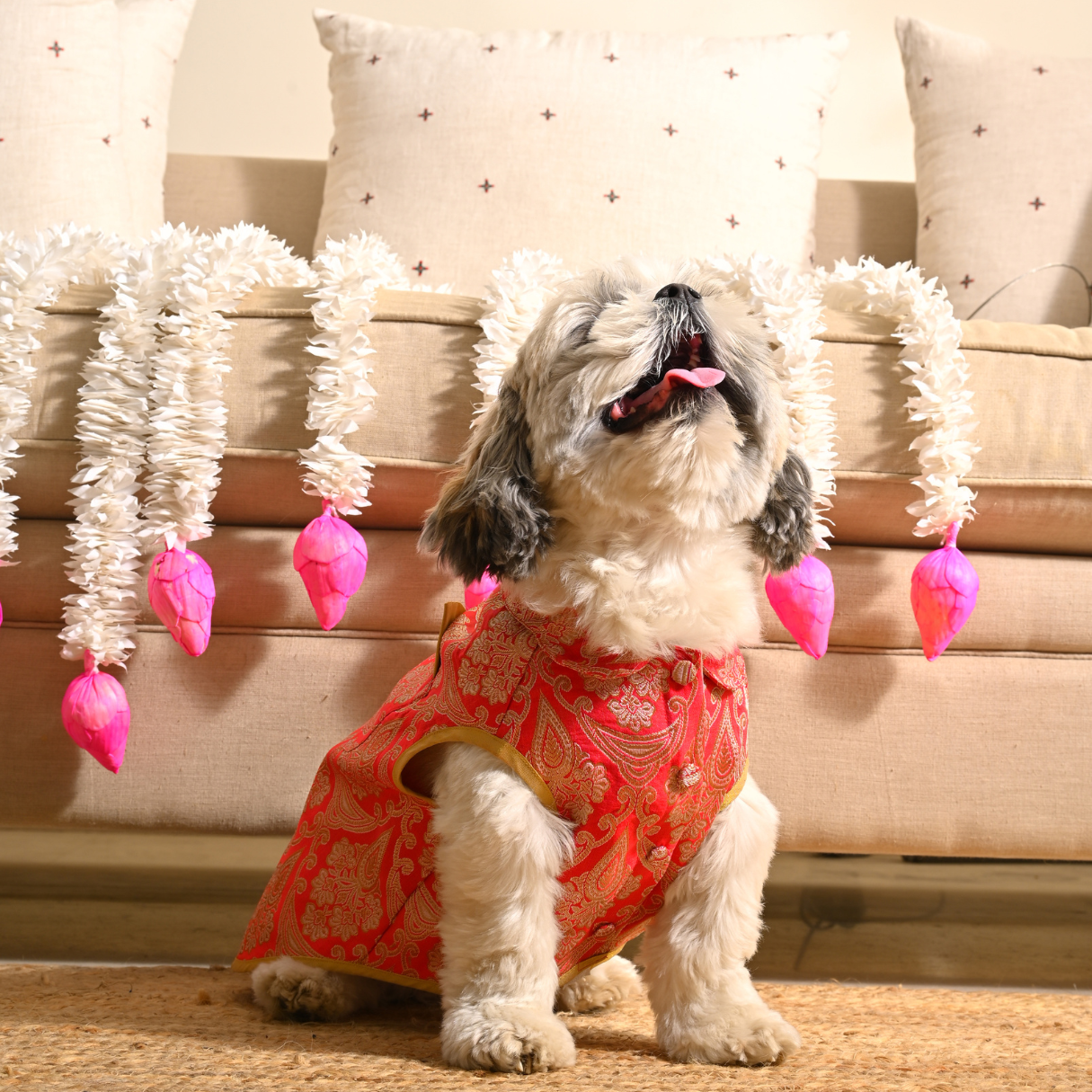 Red Dog Sherwani | Diwali Clothes for dogs Dubai