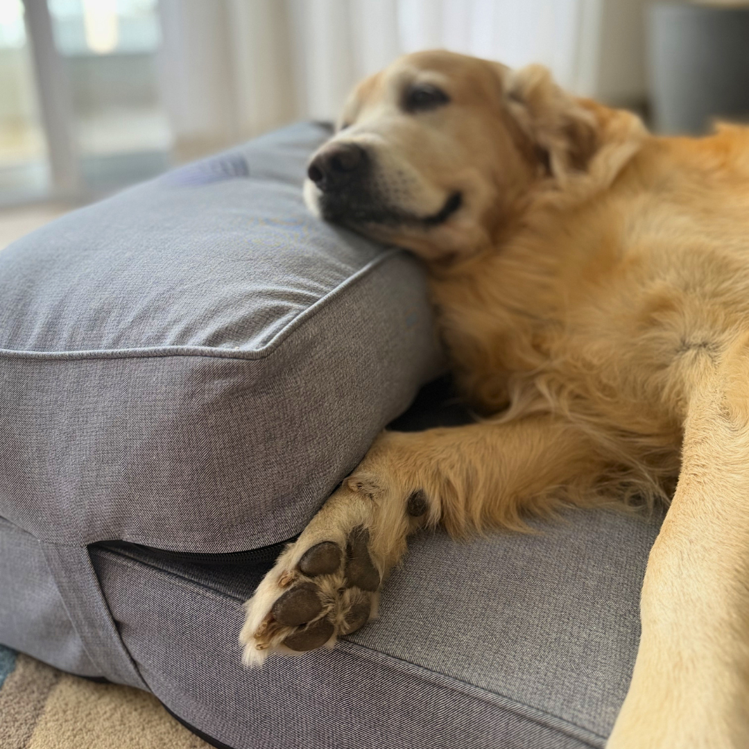 PoochMate Flat Memory Foam Bed with Pillow - Blue