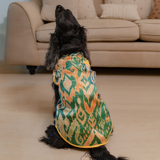 Diwali Sherwani for dogs | Pet festive wear Dubai