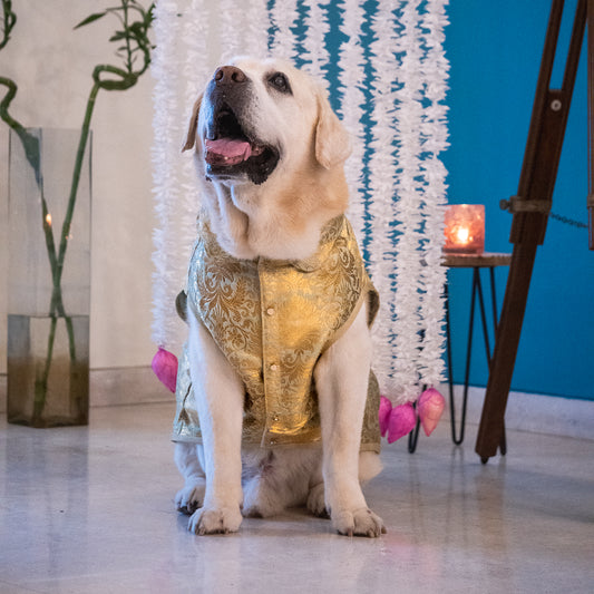 Diwali gifts for dogs online Dubai