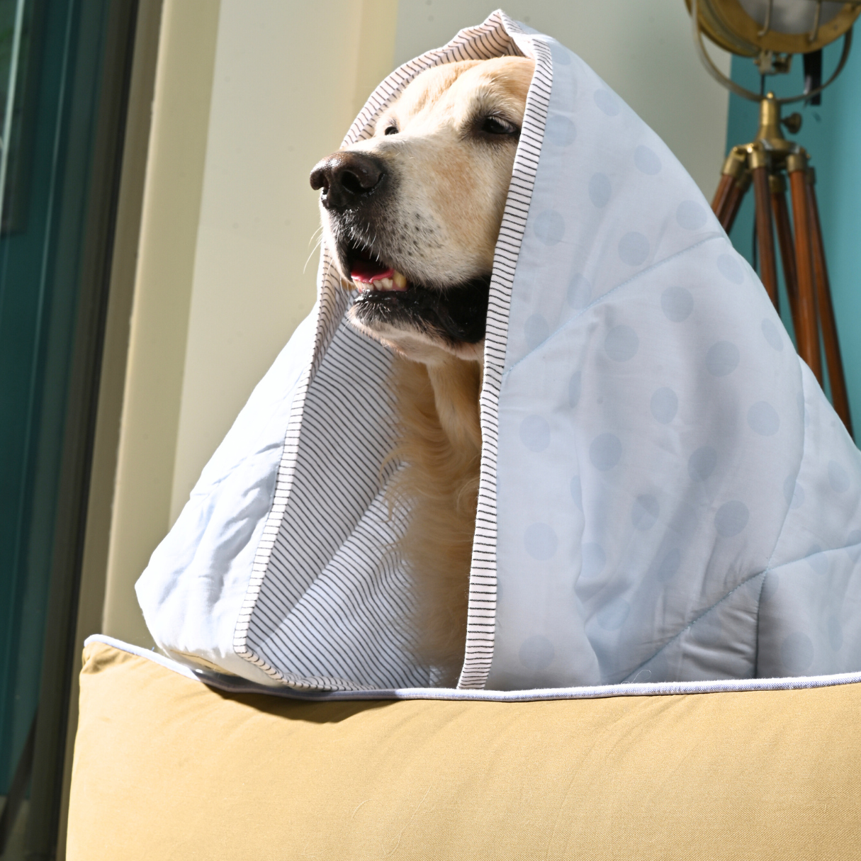 Cotton blue Dog Blanket | Soft dog blankets Dubai
