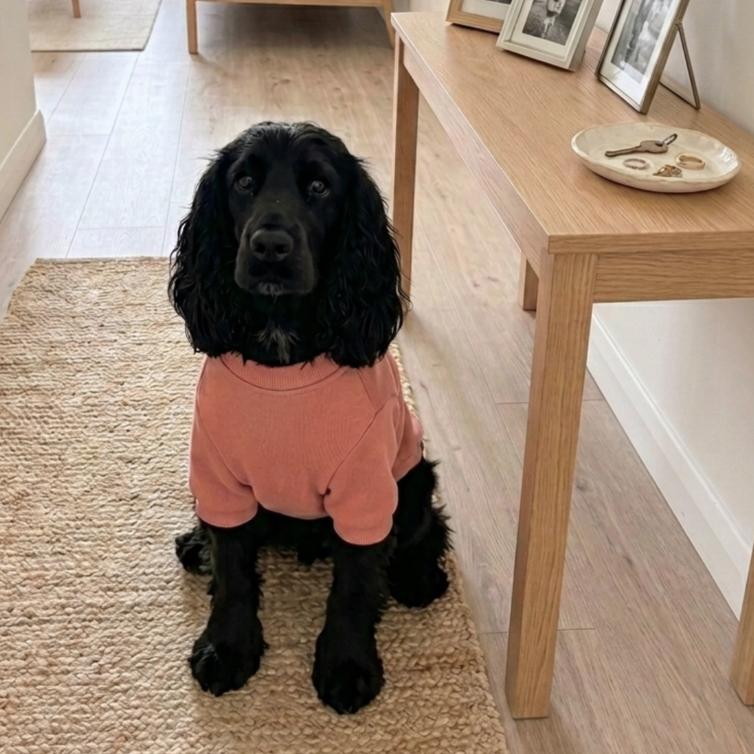 Dog Sweatshirts Dubai | Winter dog clothing Dubai | Dog clothes online Dubai
