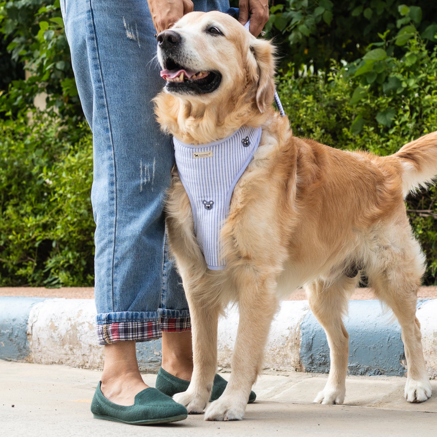 Dog harness & lead set Dubai | Cotton Dog Harness Dubai
