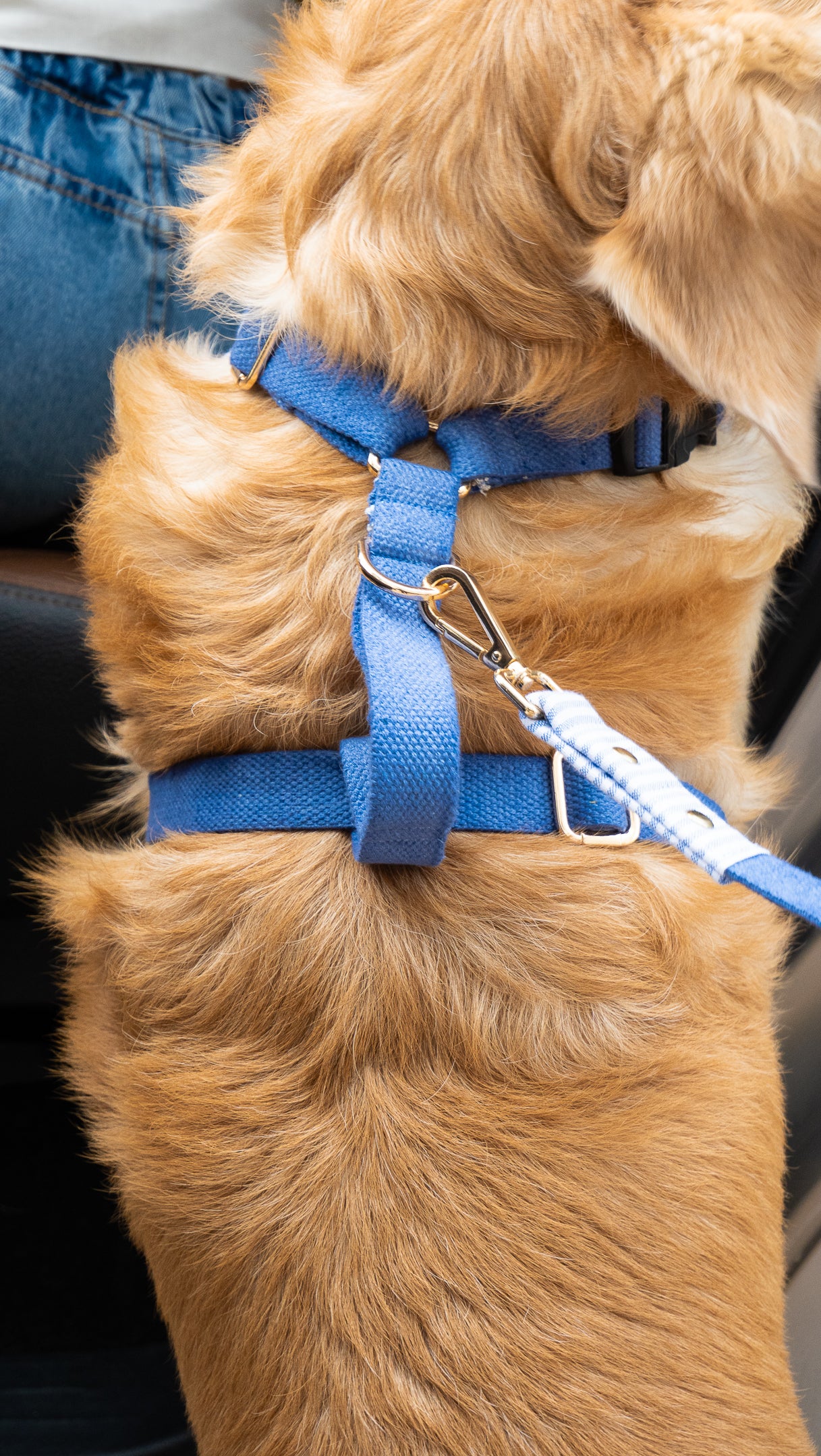 Adjustable dog harness and leash online UAE