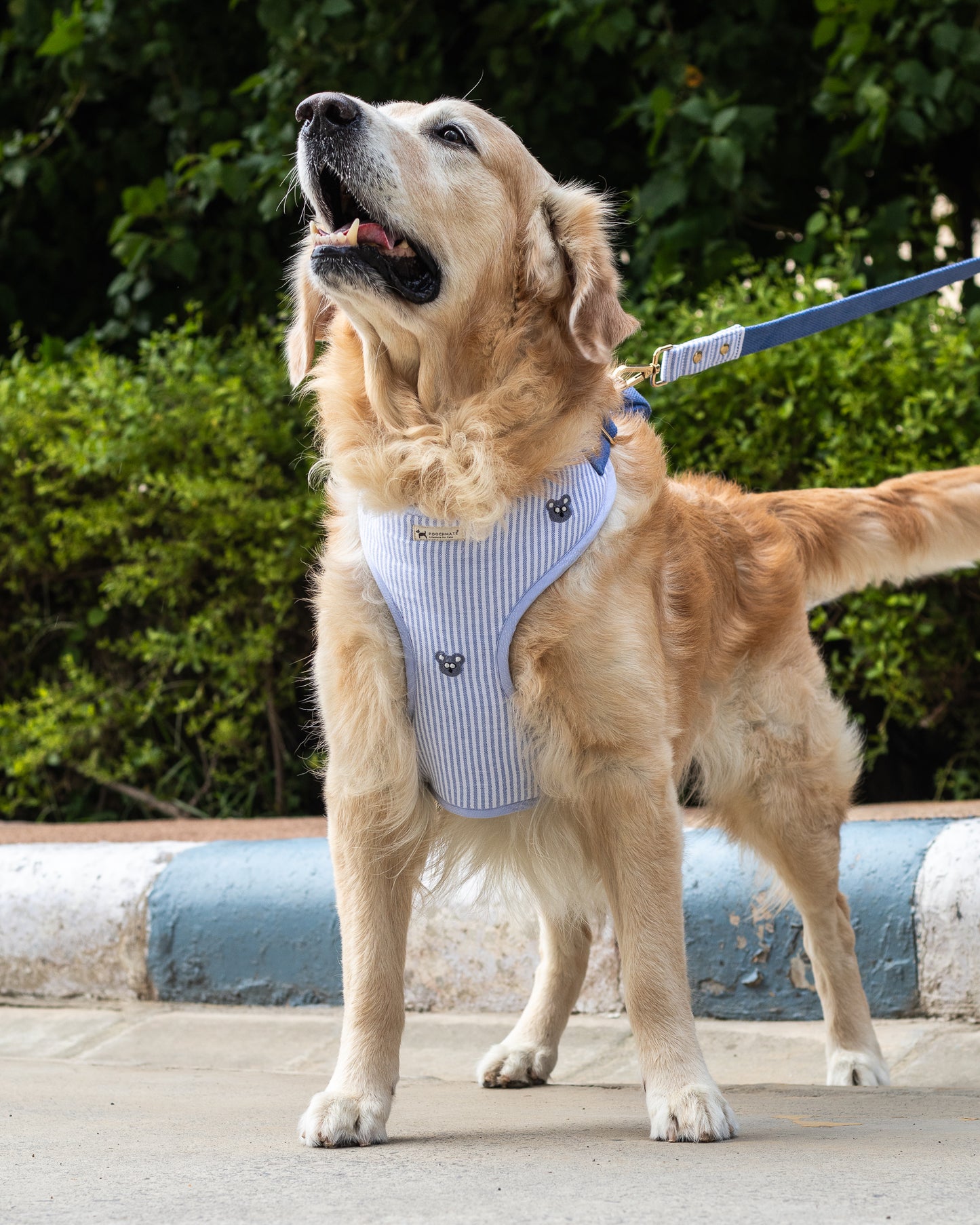 Skin friendly dog harness | Large dog harness Dubai