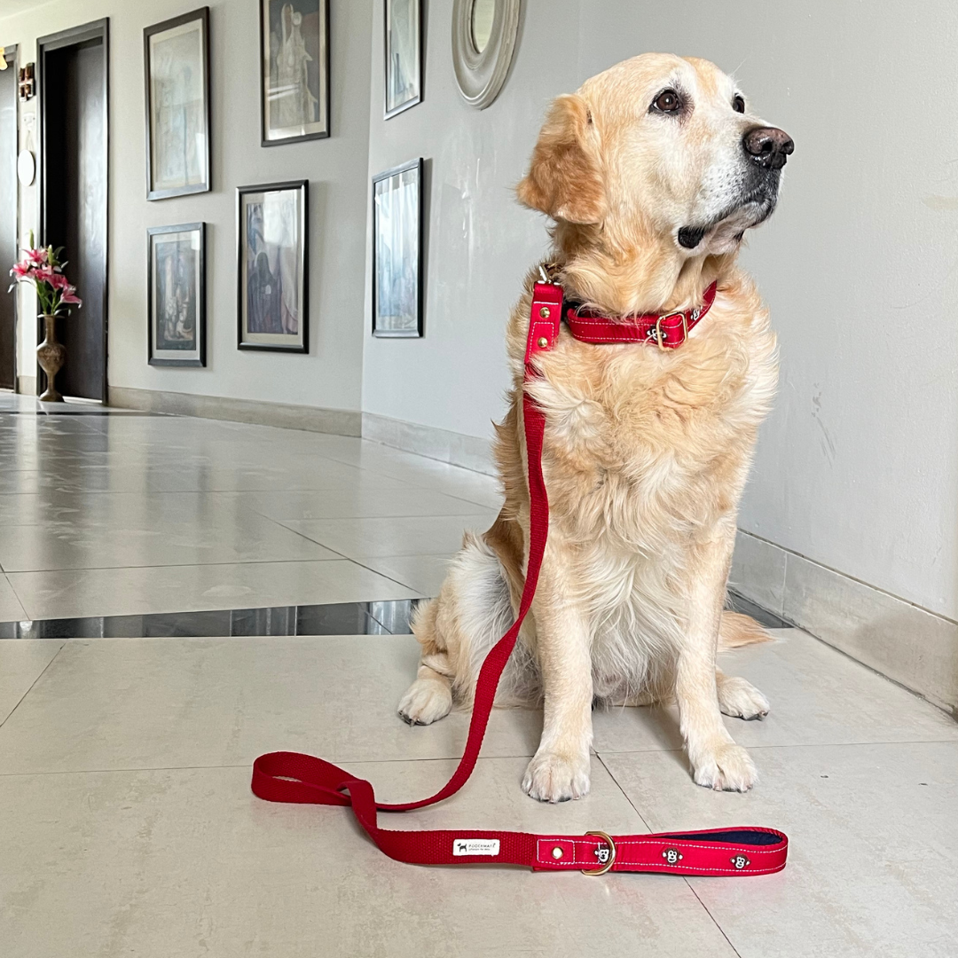 Dog Collar Sets | Dog Walk Sets UAE