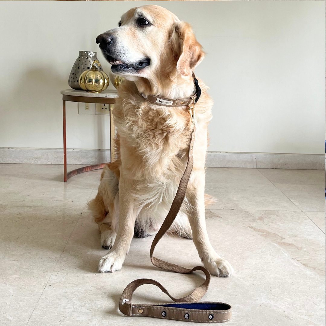Dog Collar sets online UAE | Dog Collar & Leash Sets Dubai