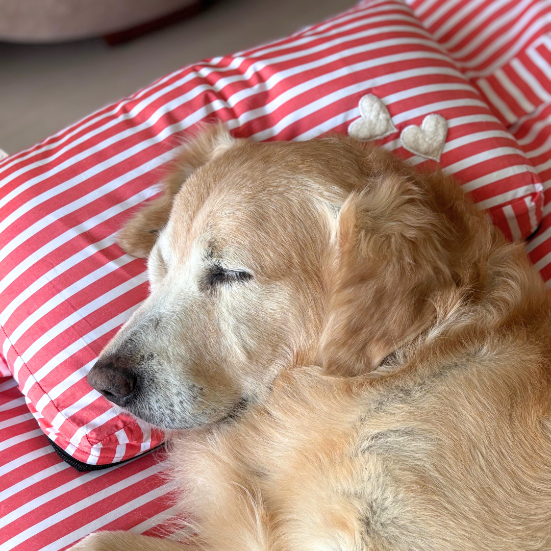 Cotton Dog Beds | Washable dog beds Dubai | PoochMate UAE