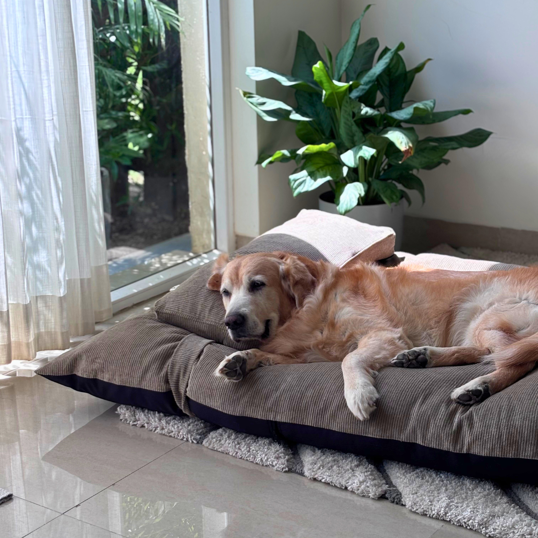 Washable Dog Beds Dubai | Cotton Dog Beds Dubai | Dog Beds with removable covers