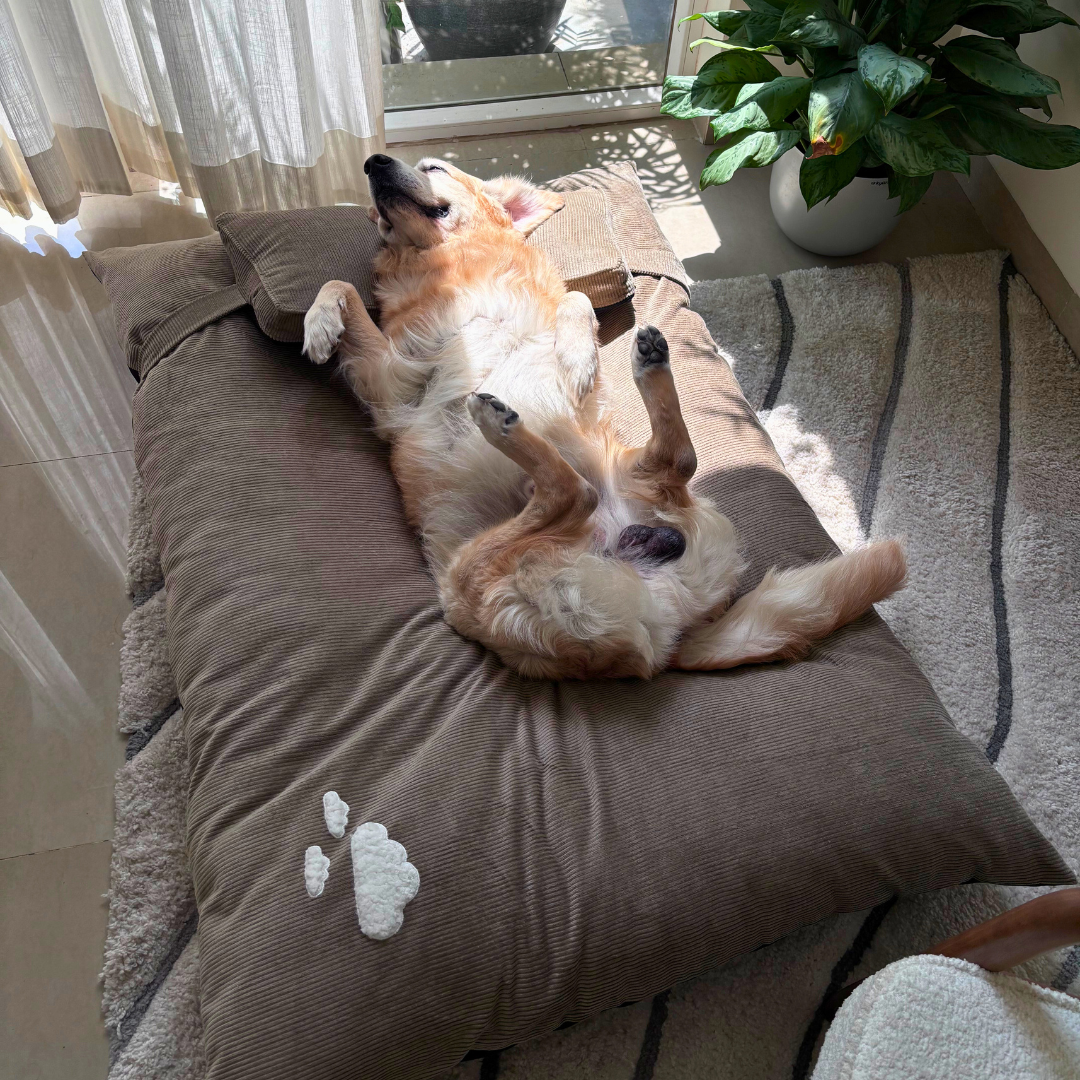 Flat Dog Beds online Dubai | Luxury Cotton Dog Beds online UAE
