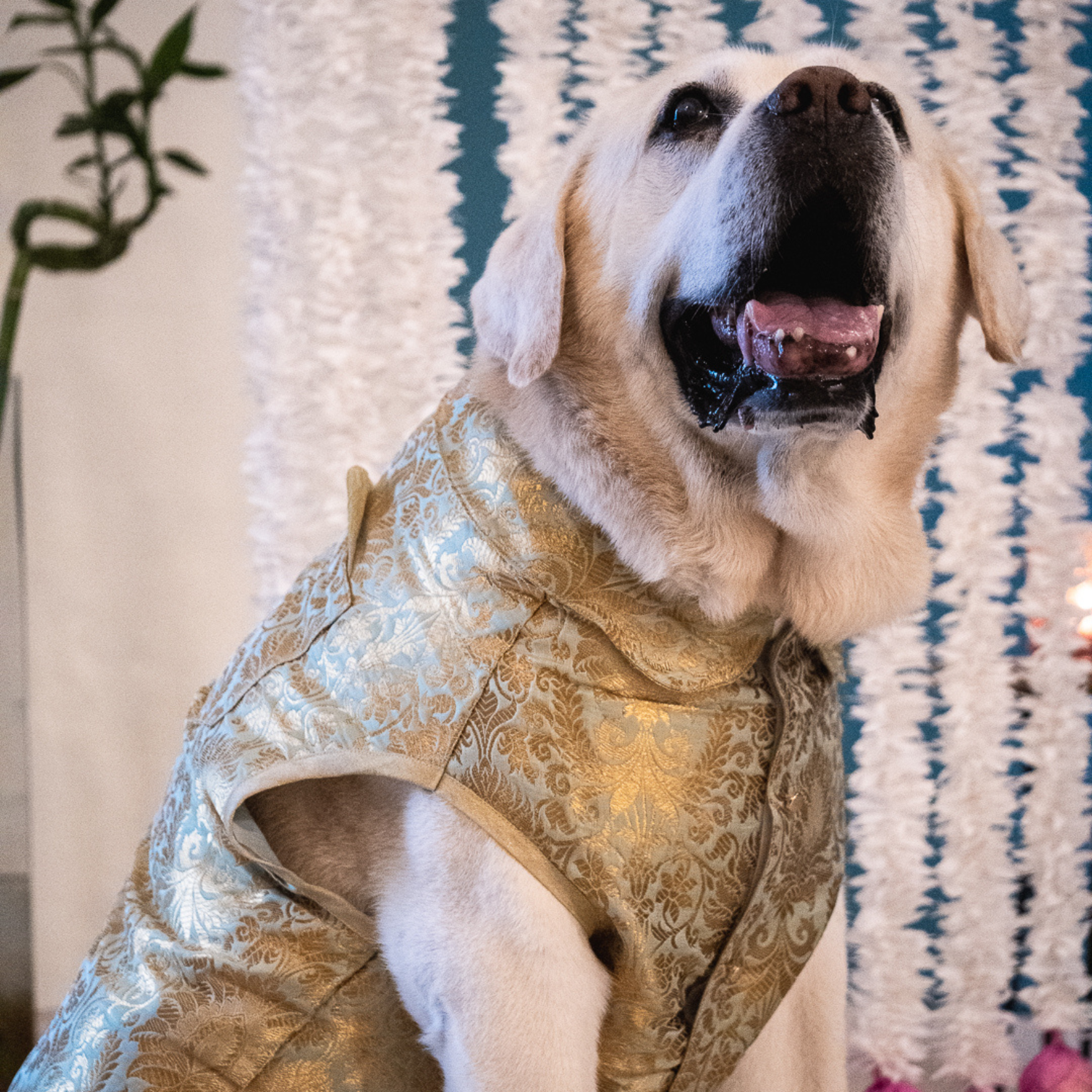 Diwali Clothes for pets UAE| festive clothes for pets UAE