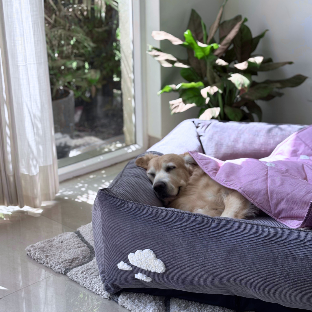 Luxury Washable Dog Beds Dubai | Best washable dog beds Dubai | Washable dog beds Dubai price | Washable cotton dog bed Dubai online