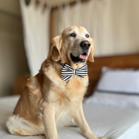 Dog Bow Tie online Dubai | Holiday gifts for dogs Dubai