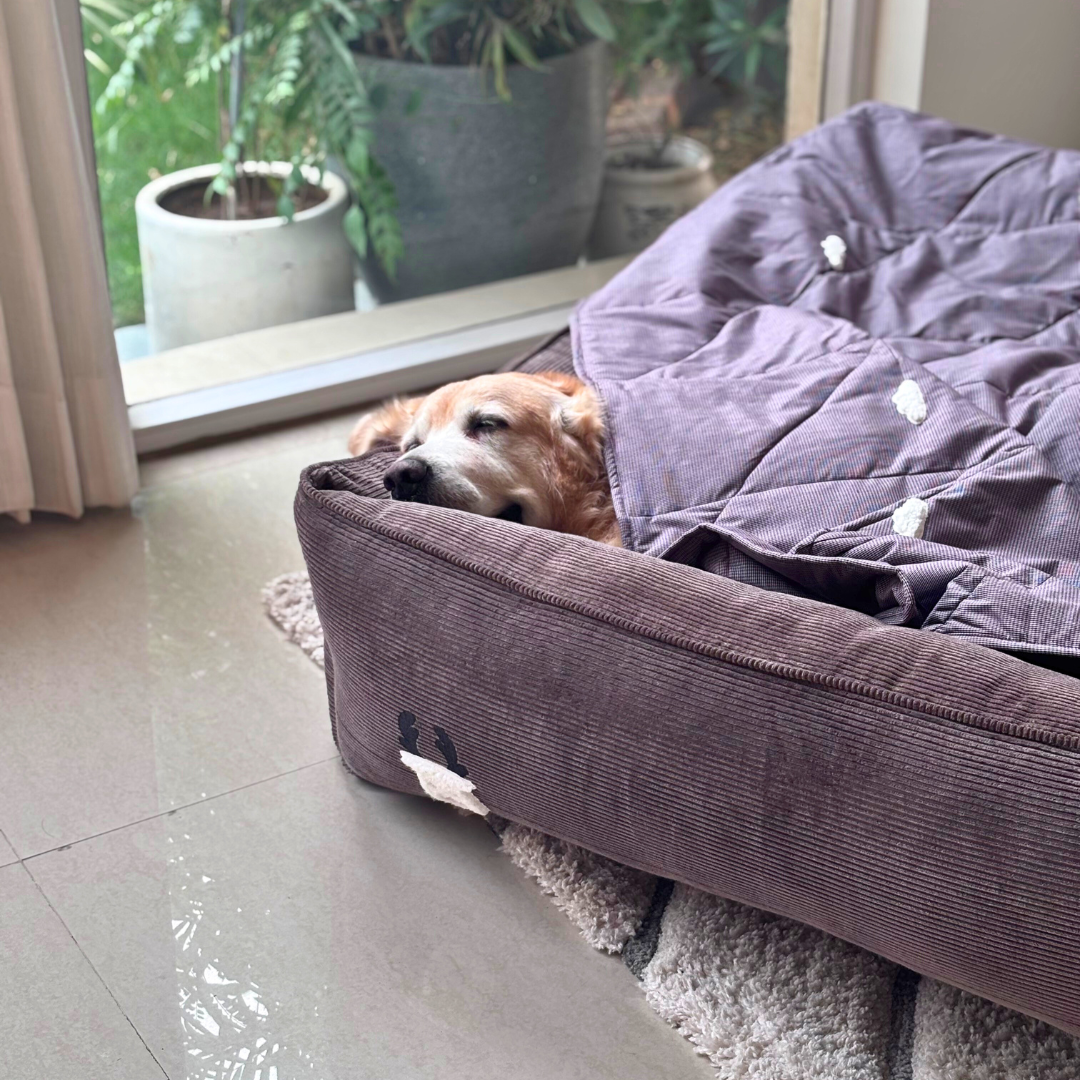 Luxury Dog bed and blanket sets Dubai | Cotton washable dog bedding sets UAE| Best dog beds online Dubai