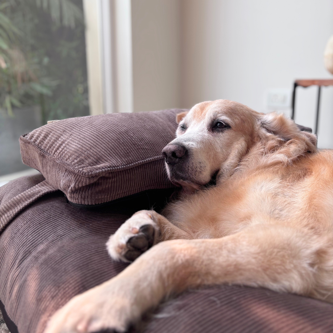 Large dog beds Dubai | Best dog beds UAE | Luxury dog beds Dubai