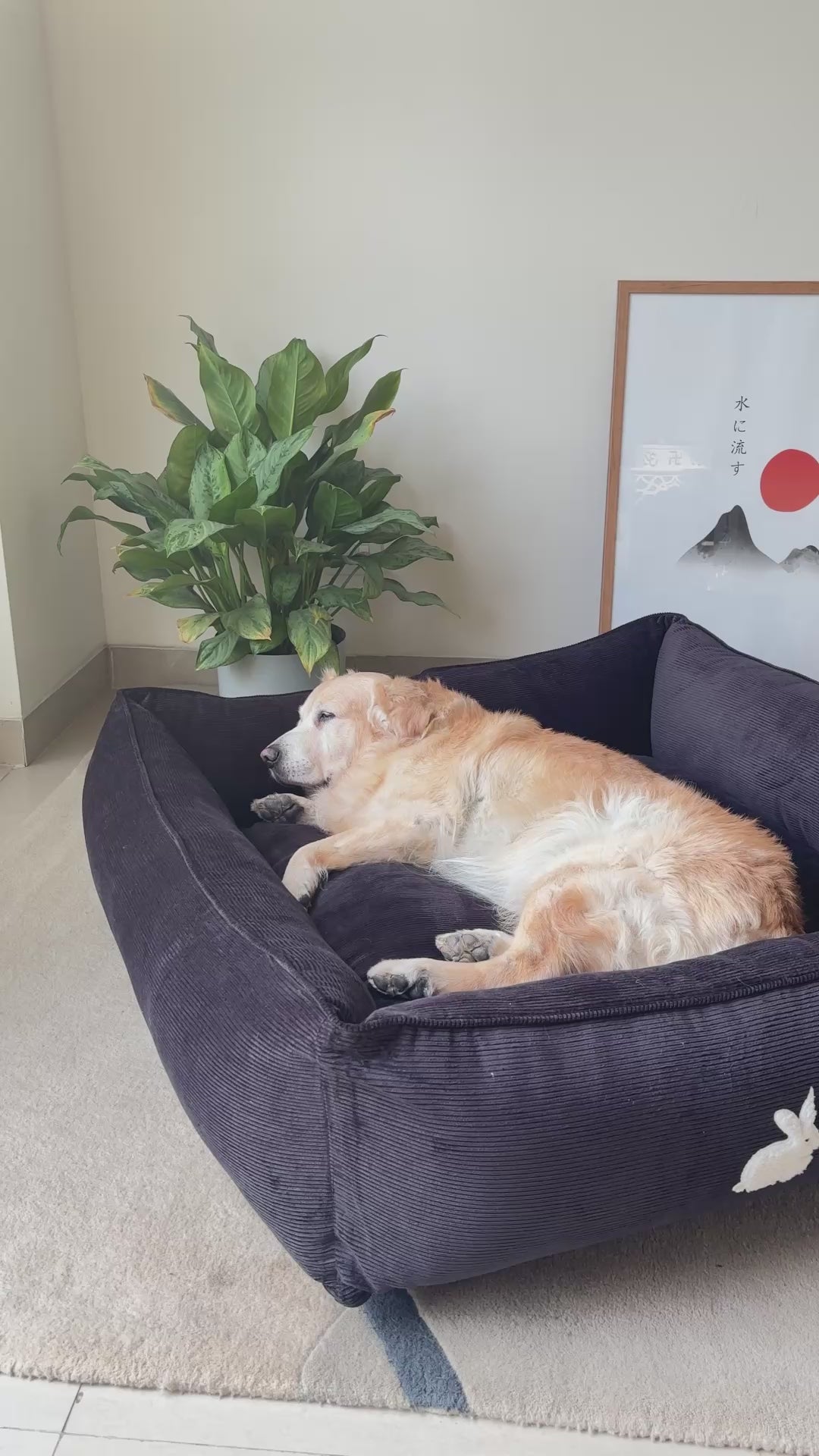 PoochMate UAE | Dog Beds with removable covers online Dubai | Large washable dog beds Dubai | Corduroy Dog Beds UAE