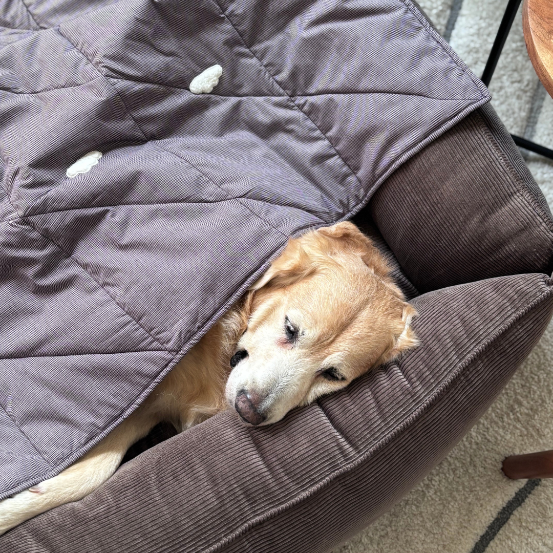 Cotton dog beds and blankets Dubai | Corduroy dog beds Dubai | Best dog bed and blanket sets Dubai