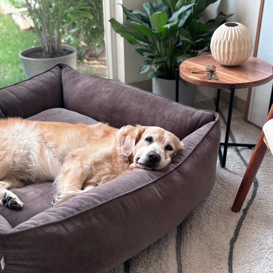 Large dog beds | Corduroy dog beds | Washable dog beds Dubai | PoochMate UAE Beds