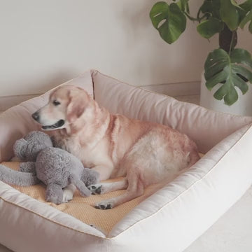 Dog beds with removable covers online Dubai