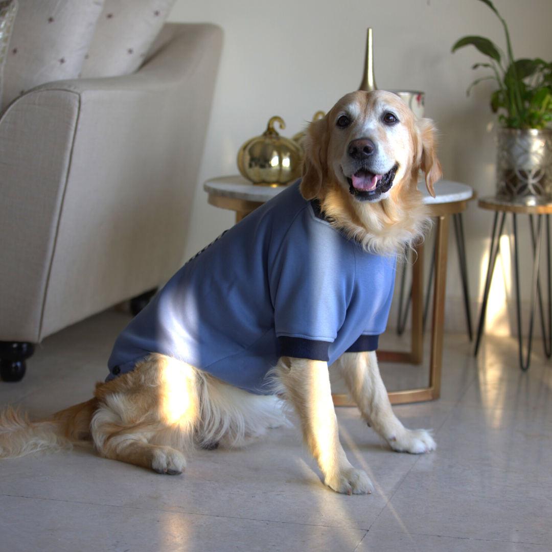 Winter wear for pets online UAE