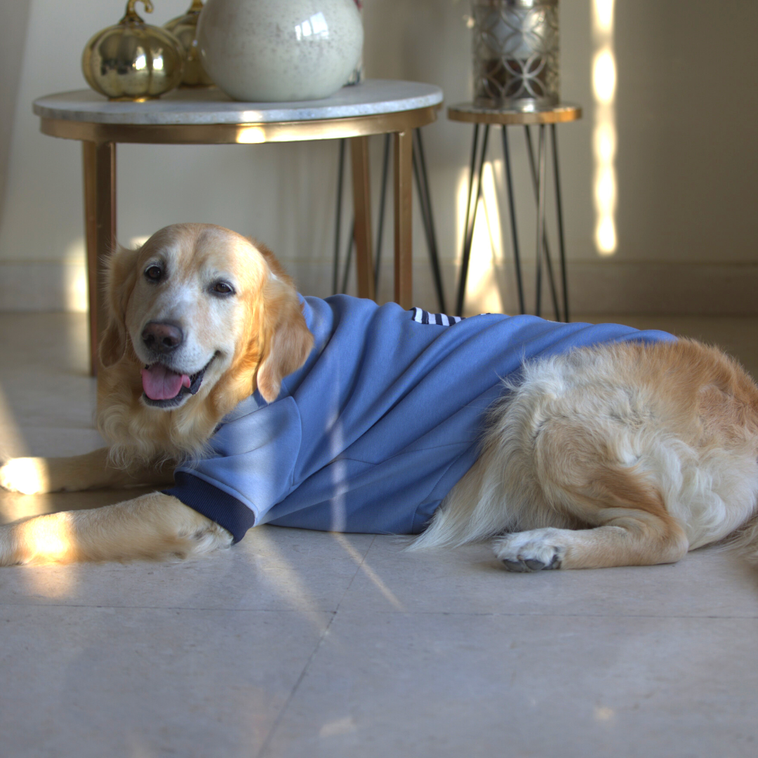 Dog hoodies online UAE| Pet Clothes online Dubai