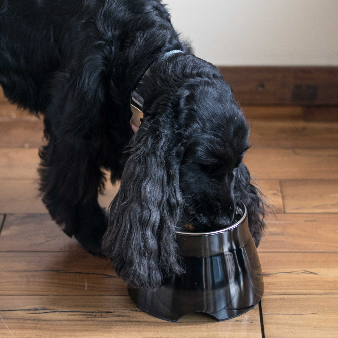 best dog bowls for Cocker Spaniels | Dog Supplies online UAE