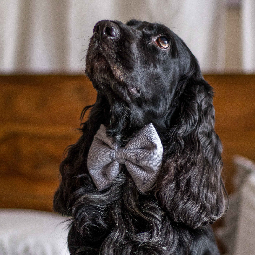 Dog Bow Ties online Dubai | Bow ties for dogs in UAE