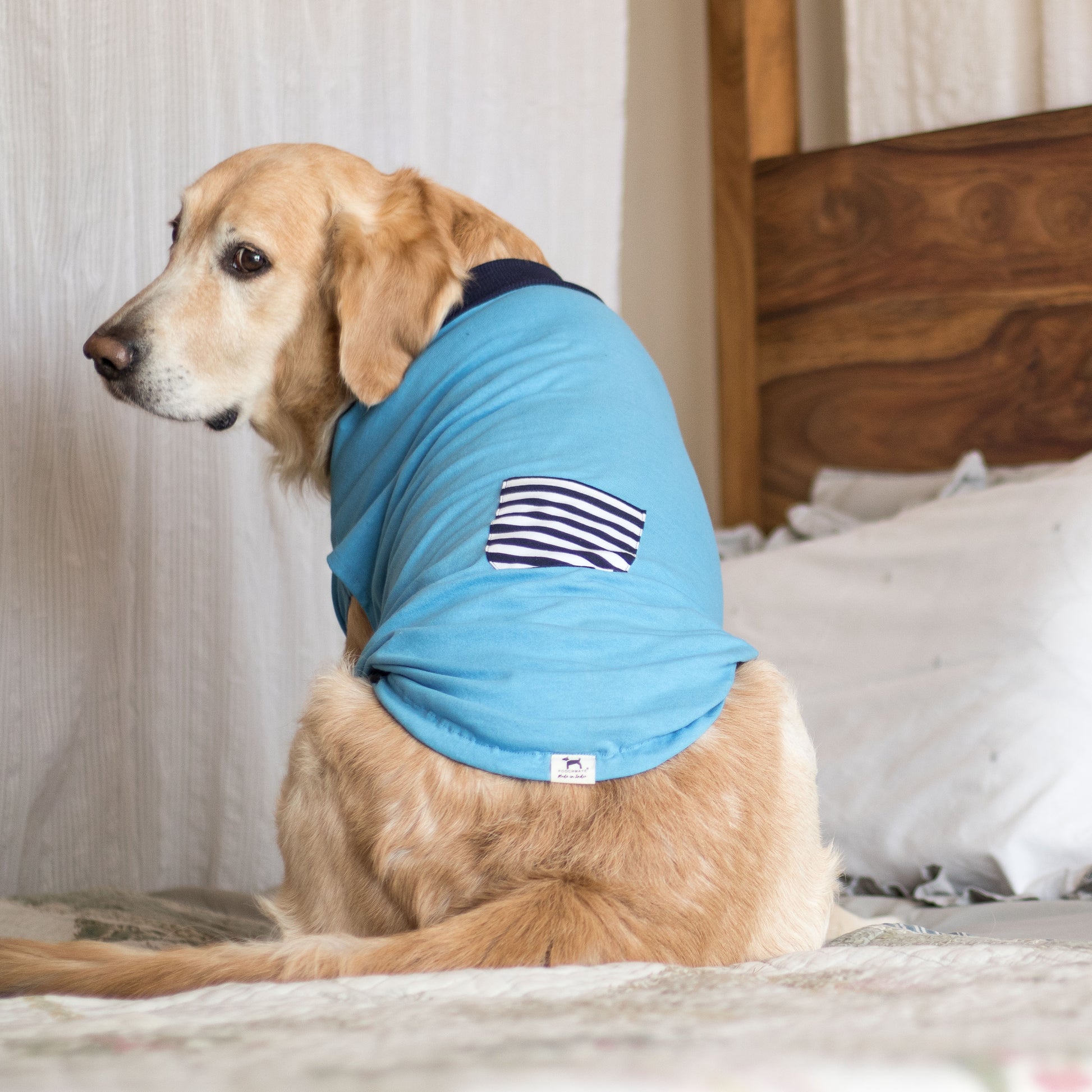 best dog clothes online Dubai | Dog T-Shirt Dubai
