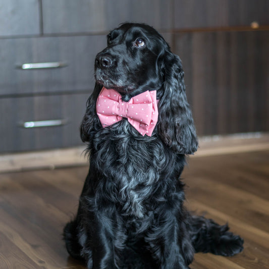 Bow ties for dogs UAE | Dog Accessories online UAE